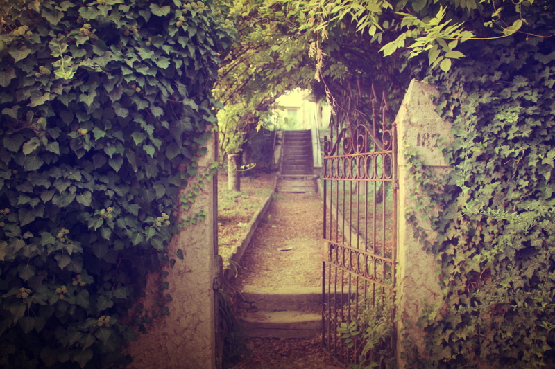 creeper plant, wall, brown, staircase, growth, direction, wicket, tree, garden, black And White, retro Styled, built structure, leaves, leaf, plant part