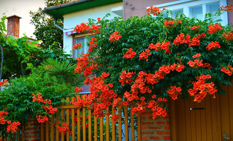 fragility, flower, campsis, nature, multi colored, Kampsis, flower head, flowering plant, trumpet, flowers, bengal, residential district, Trees, orange