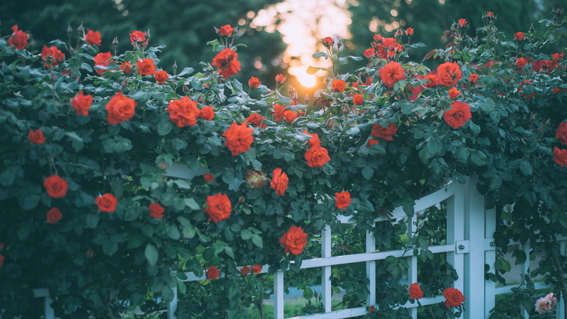 rose Bush, wicket, light, leaves, red, flowers, branches, greens, a lot, roses, door, flower garden, bokeh, rosary, summer, garden, 4K, buds, blooming