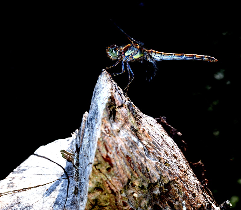 veins, green, fly, day, rock, no people, cricket insect, invertebrate, dragonfly, tree, close, animal wing, photo, leaf, ear, outdoors, perched, rock - object