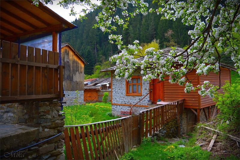 2K, Wicket, House, Spring, Yard, Flowering