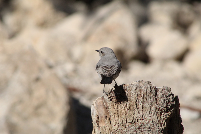 outdoors, wooden post, day, crow, wood - material, animals in the wild, wood, tree stump, ground, close-up, tree, vertebrate, one animal, blackbird, wren