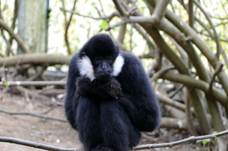 mammal, is, sad, listless, nature, focus on foreground, bleak, dejected, tree, joyless, animal kingdom, droefgeestig, miserable, primate, bamboo - plant