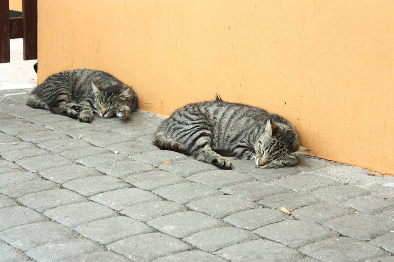blanket, tabby, cat, charming, no people, tomcat, kitten, coat, domestic, the seriousness of, laziness, footpath, domestic cat, 4K, mustache, animal, vertebrate