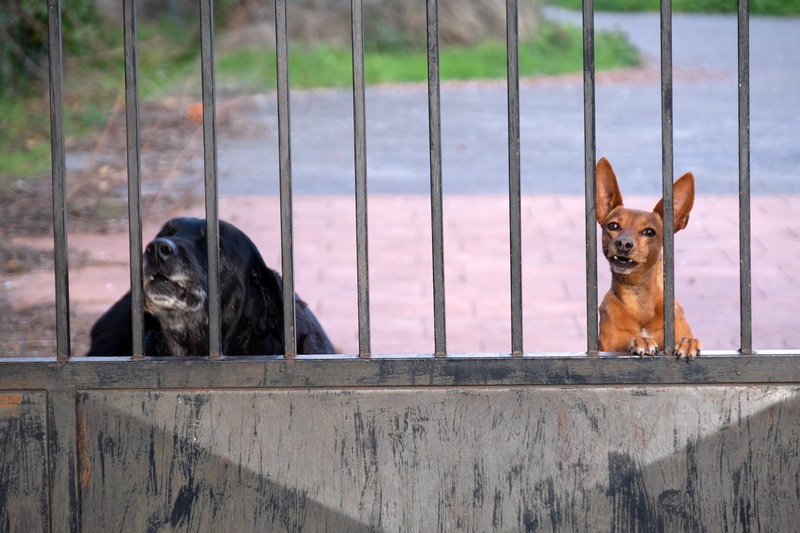 looking at camera, dog, four-legged, day, fence bars, two animals, young, boundary, vertebrate, canine, loyalty, cute, group of animals, mammal, dogs, domestic animals