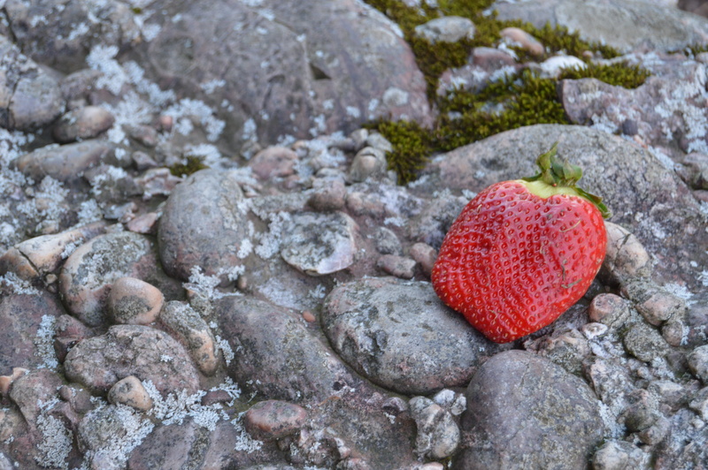 strawberry, stone, outdoors, close-up, high angle view, textured, nature, no people, food, solid, 5K, rough, red, berry, contrast, day, single object