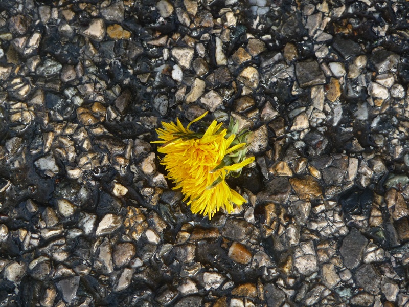 fragility, gravel, high angle view, solid, insect, beauty in nature, dandelion, nature, animal wildlife, flowering plant, flower head, flower, animals in the wild