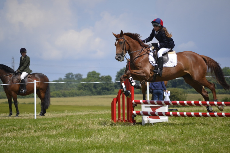 jumps, domestic, horse riding, grass, vertebrate, ride, 4K, animal wildlife, riding, mammal, horse, competition, event, horseback riding, herbivorous
