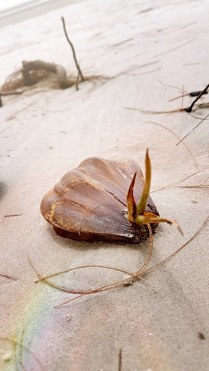white, shellfish, blue, animal, Travel, seashore, marine, summer, animals in the wild, shore, texture, pattern, starfish, nature, natural, macro, crab