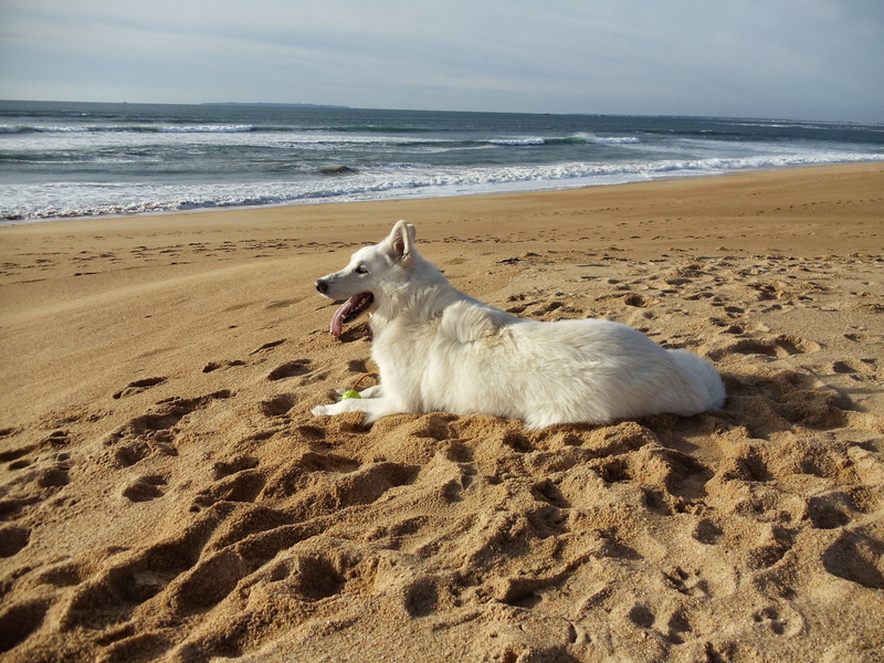 one animal, sand, horizon, canine, water, domestic, animal, land, vertebrate, dog, beach, no people, domestic animals, swiss white shepherd, pets, sea