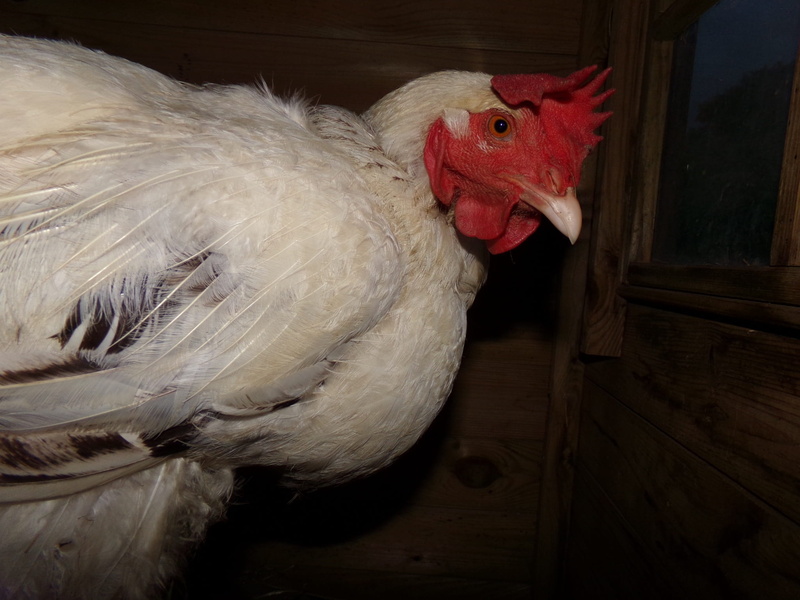 chicken - bird, animal, domestic animals, male animal, chicken, animals, vertebrate, laying hen, livestock, domestic, day, rooster, white hen, hen sussex