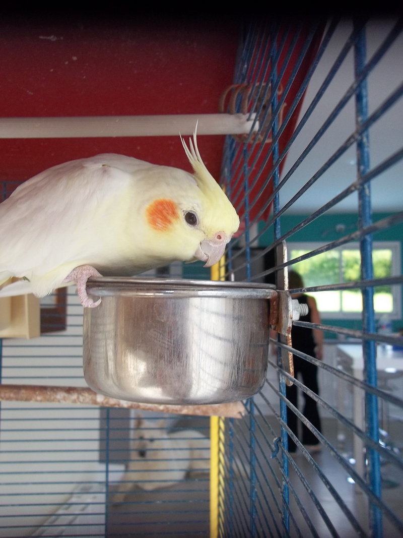 birdcage, vertebrate, domestic animals, livestock, animals, one animal, no people, domestic, indoors, focus on foreground, metal, cage, birds, pets, calopsittes