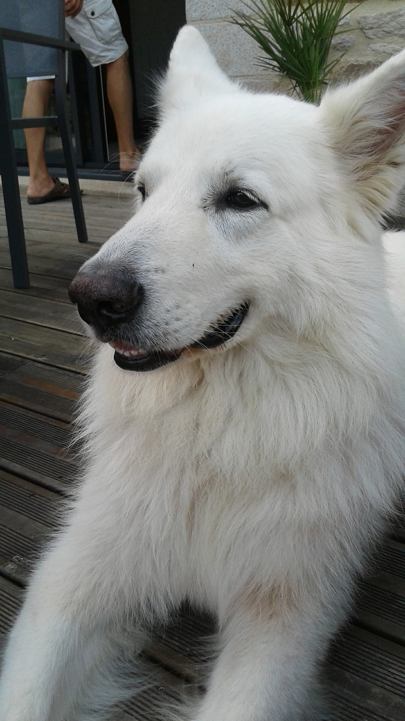 animals, real people, pomeranian, pets, mammal, domestic, swiss white shepherd, 2K, animal body part, dog, looking, domestic animals, close-up, looking away