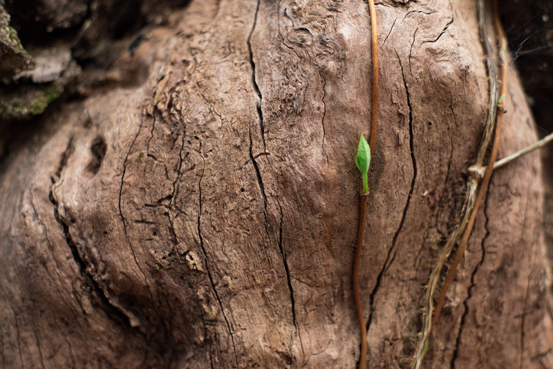 outdoors, 4K, cumming, cross, sawnee mountain trails, growth, life, trees, wood - material, leaf, textured, orange, close-up, focus on foreground, woods