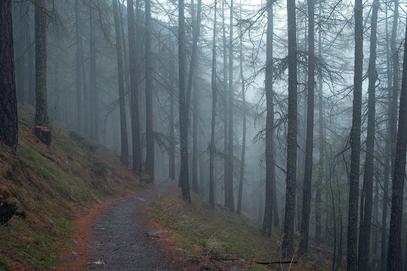 beauty in nature, woods, trees, no people, organic, scenics - nature, trunk, hill, tranquility, branches, coniferous tree, environment, non-urban scene