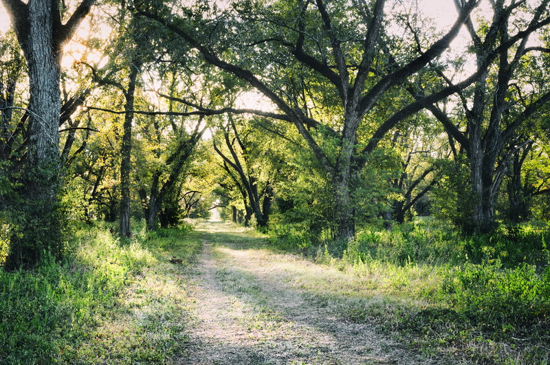 lush foliage, plant, 4K, forest, nature, tranquility, land, grass, agriculture, grove, organic, trail, the way forward, green color, foliage, pecan, day