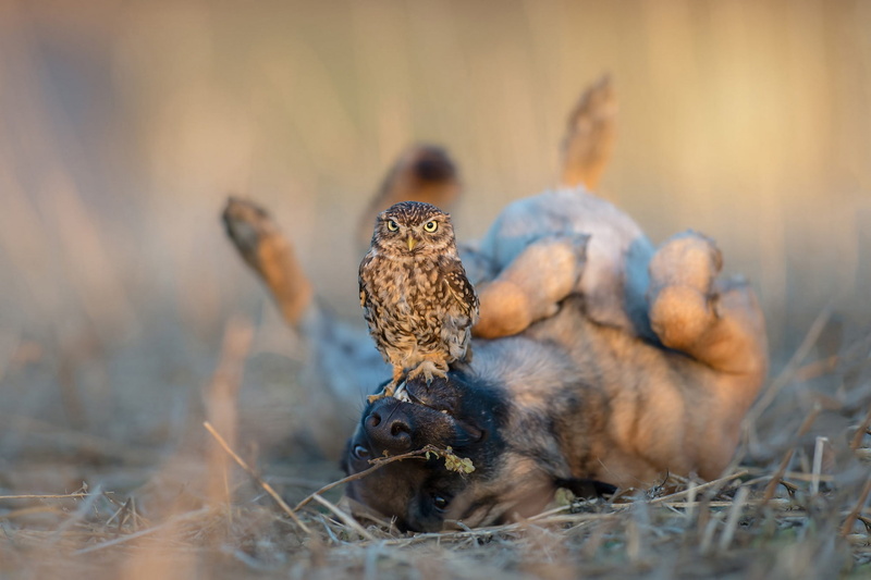 friendship, lies, bird, dog, animals, owl, nature, blur, Belgian shepherd, grass, 1080P, a couple