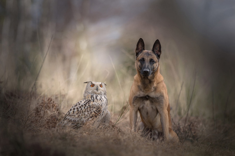 1080P, forest, blur, a couple, friendship, owl, background, sadness, animals, nature, dog, autumn, Belgian shepherd, bird, grass