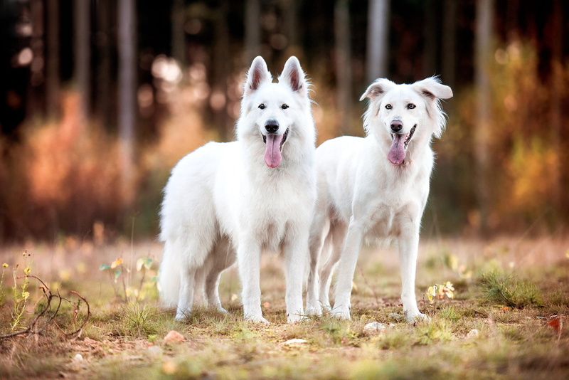 forest, white, a couple, pose, background, trees, Duo, two dogs, are, dry grass, nature, dogs, bokeh, Park, pair, autumn, friends, two, Swiss shepherd dog