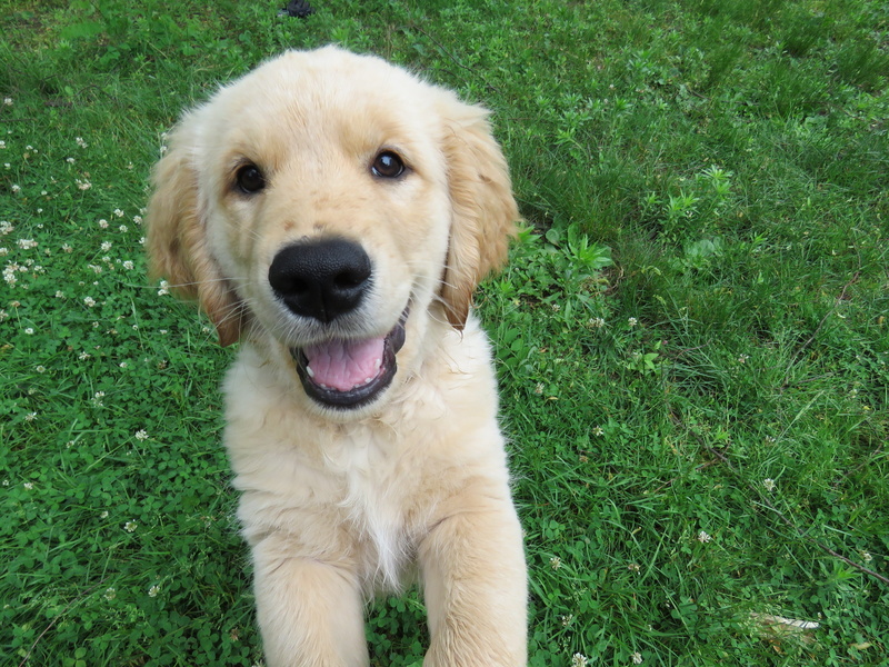 nature, young, green, medium, grasses, pet, family, animal themes, vertebrate, retriever, animal, domestic Animals, portrait, green color, land, play, dogs