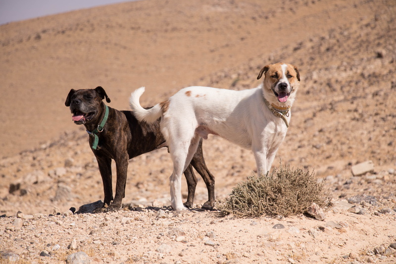 brown, pets, standing, 5K, no people, pedigree, love, purebred, domestic animals, mammal, girl, mouth open, sun, grass, portrait, happy, people, land