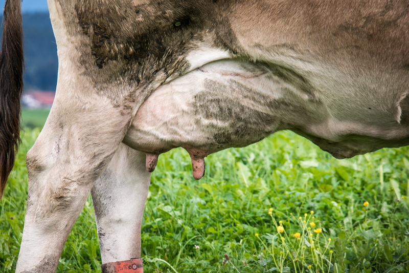 animal, close-up, animal wildlife, Milk, field, cows udder, one animal, day, livestock, nature, 5K, bavaria, pasture, grass, outdoors, animal themes, horse
