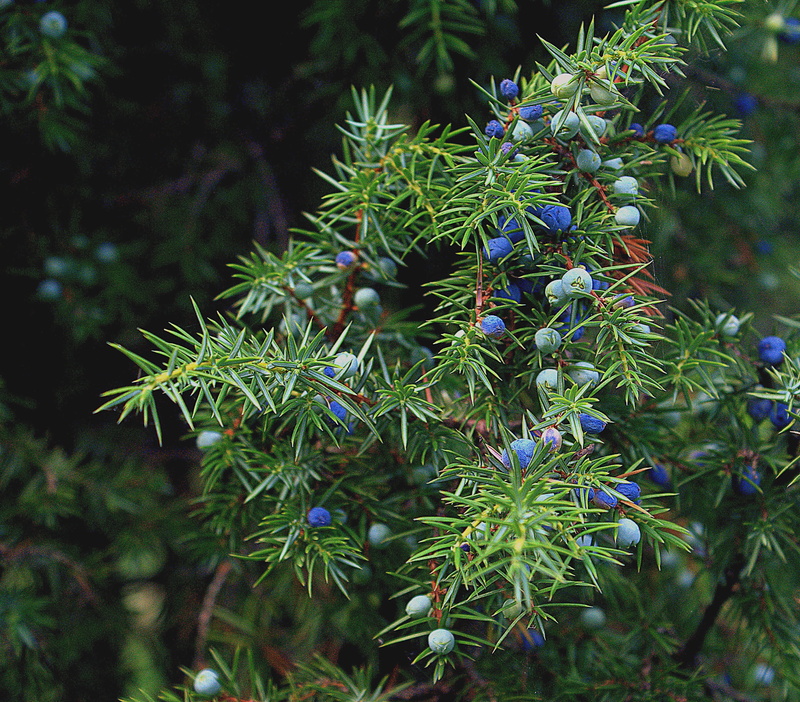 selective focus, focus, beauty in nature, bush, capstan winch, navy blue, christmas tree, juniper pins, plant part, tranquility, pine tree, no people, fir tree
