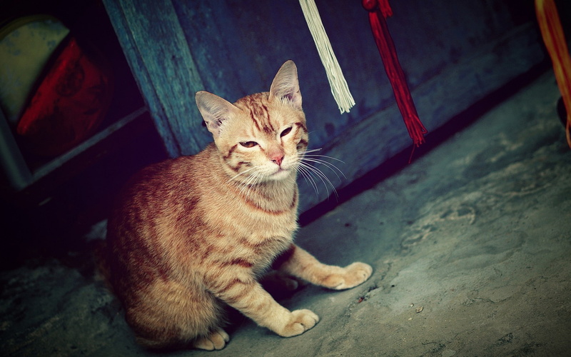 indoors, Cat, pets, Striped, vertebrate, feline, sitting, ginger cat, animal eye, one animal, tabby, looking at camera, relaxation, mammal, Ghost, whisker