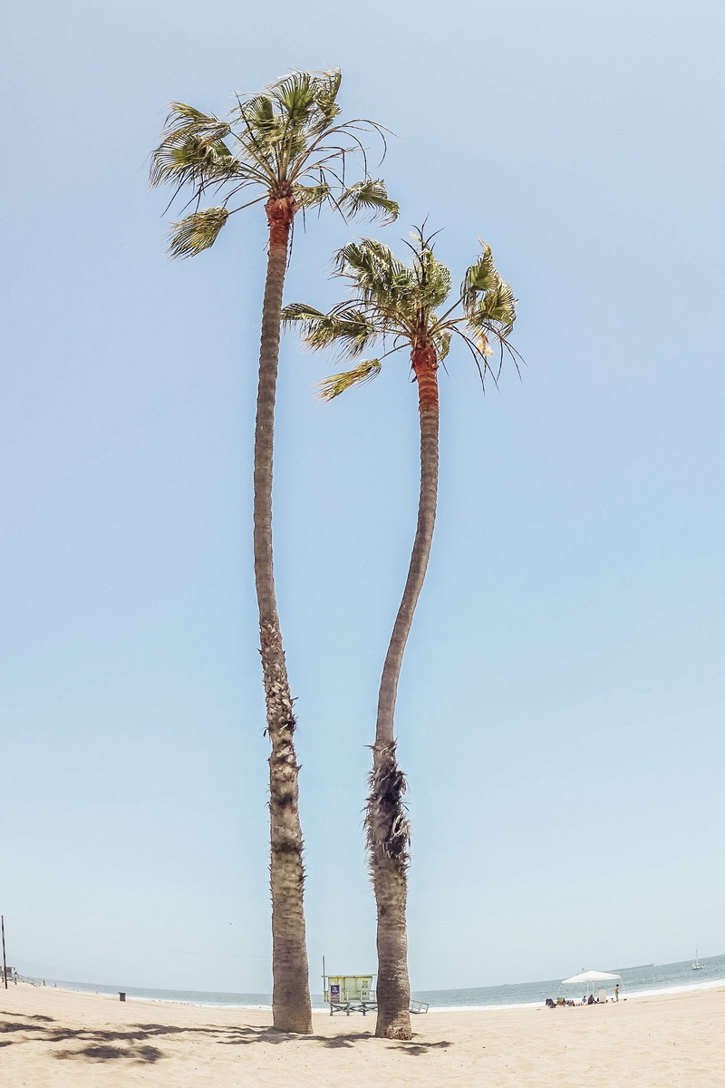united states, beach, tropical climate, tranquil scene, palm trees, marina del rey, tropical tree, summer, water, los angeles, playa del rey, vacations