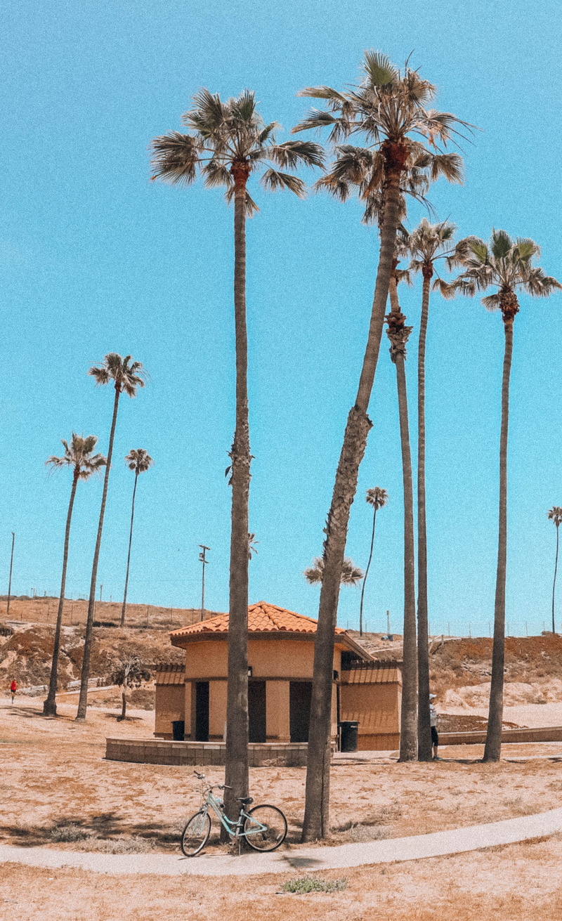 beauty in nature, arid climate, land, los angeles, tree trunk, clear sky, sea, tropical tree, palm tree, nature, ocean, coconut palm tree, background, no people
