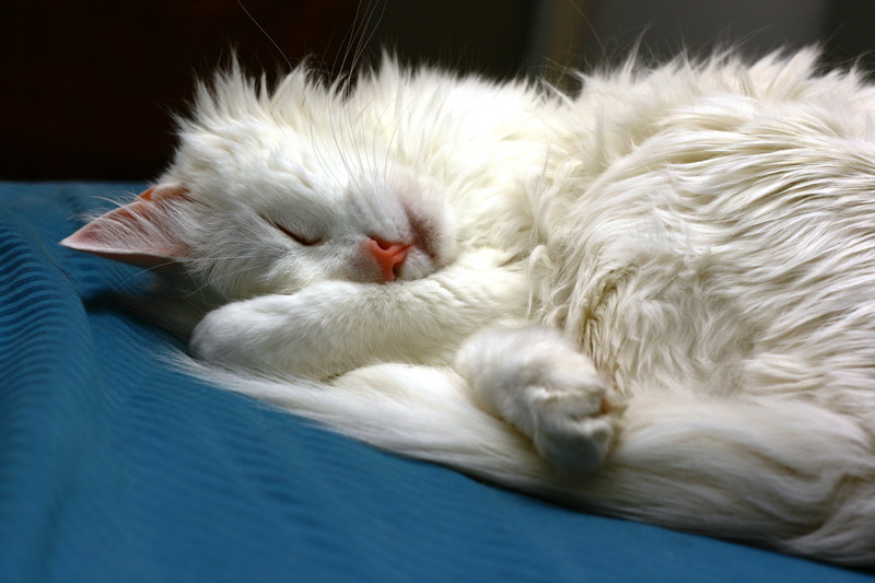 pets, relaxation, feline, animal head, resting, long, sleeping, one Animal, nature, cat, animal body part, animals And Pets, domestic, small, cute, dream