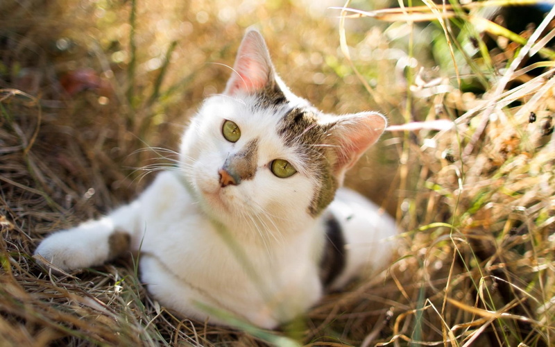 sitting, expectation, 720P, spotted, cat, opinion, grass