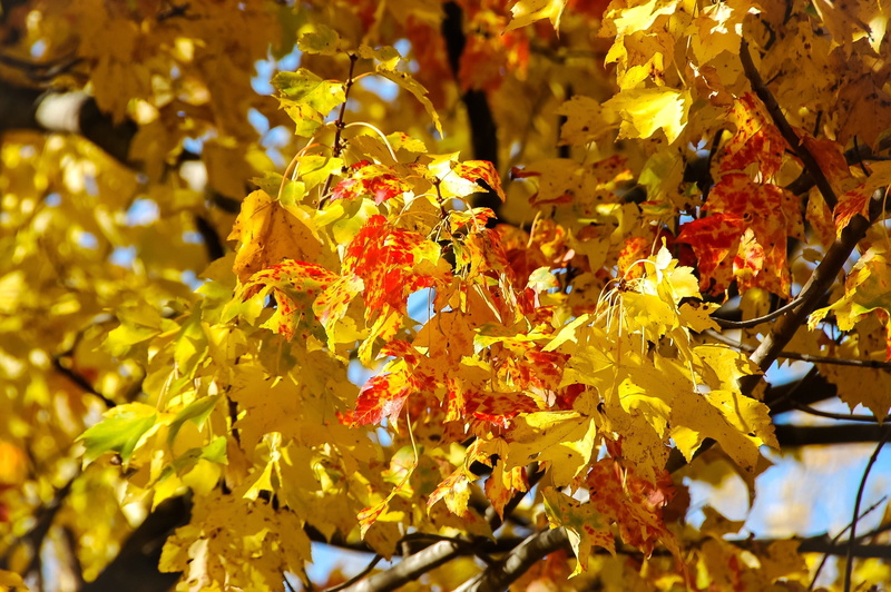 outdoors, maple tree, day, natural condition, plant, autumn collection, growth, autumn, fall, canada, 2K, beauty in nature, orange color, branch, no people
