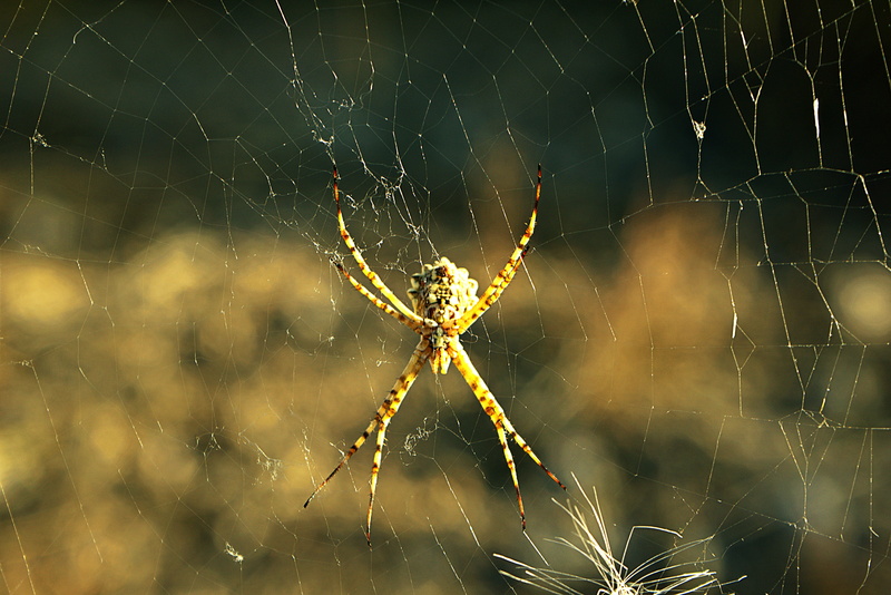 web, invertebrate, arthropod, trap spider, 5K, complexity, insect, vulnerability, arácnofobia, nature, fragility, close-up, outdoors, spider, spider web