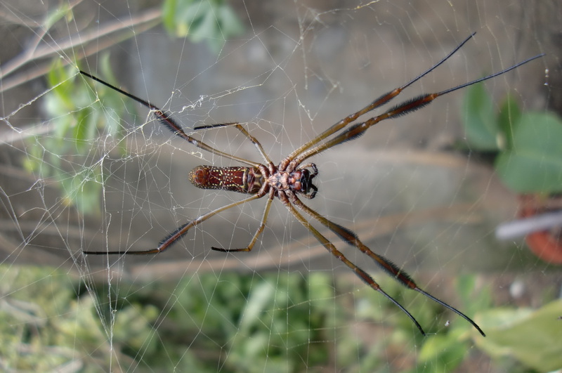 nature, animal leg, animal wildlife, animals in the wild, animal themes, outdoors, spider web, trap, 4K, animal, vulnerability, focus on foreground, web
