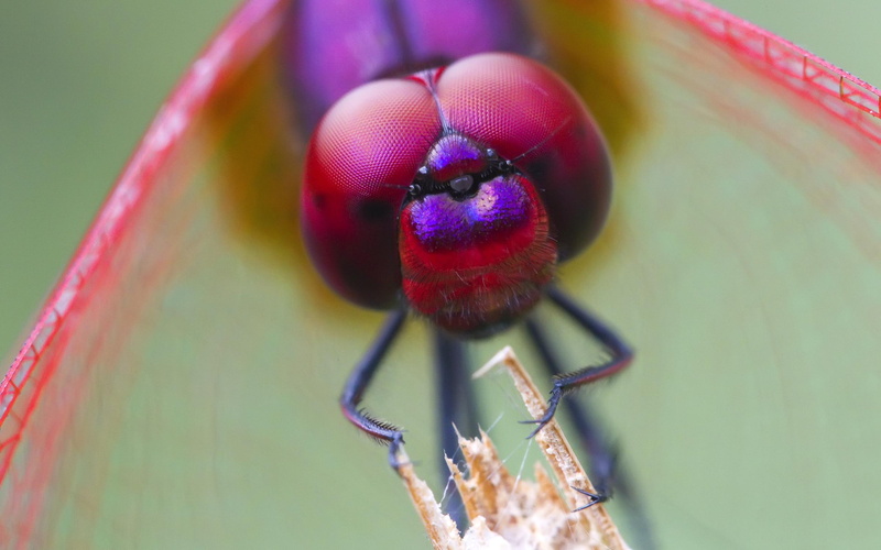 animal, afraid, nature, zzzzz, 2K, nice, insect