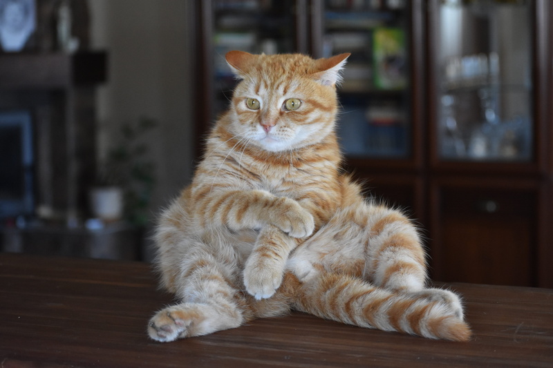 domestic animals, mammal, vertebrate, expression, afraid, domestic, indoors, animal themes, table, no people, flooring, whisker, sitting, one animal, animal