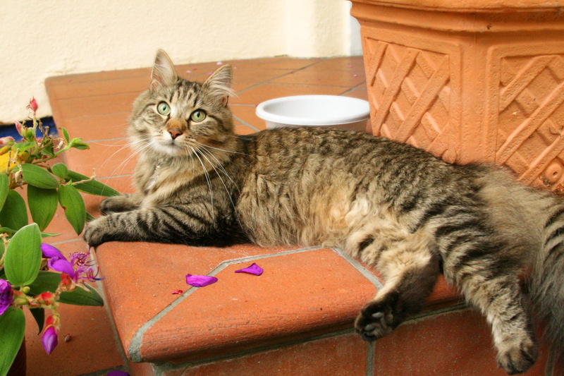 domestic, mainecoon, domestic animals, 2K, cute, mieze, looking, resting, maine coon cat, cat, domestic cat, lying down, mammal, one animal, hangover watched