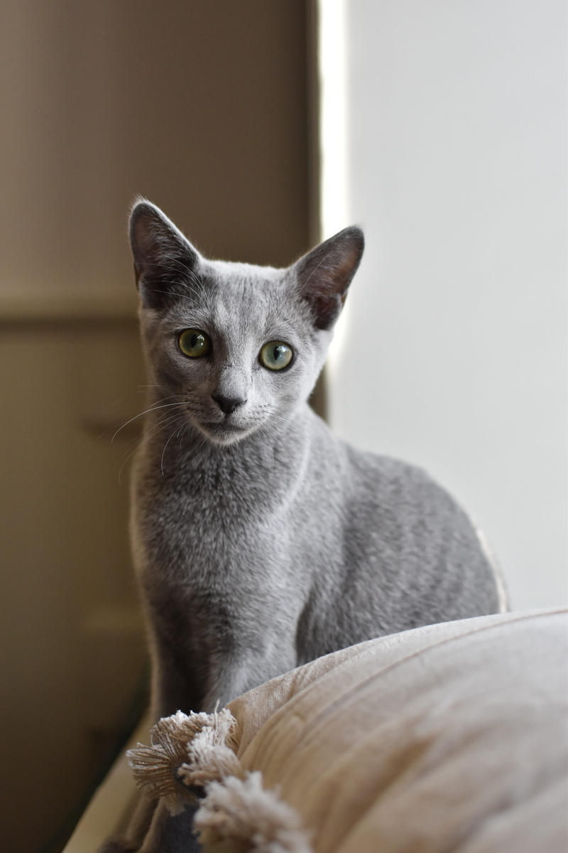 looking at camera, cat, no people, hangover, one animal, 5K, mammal, domestic, selective focus, animal world, young animal, face, feline, indoors, grey