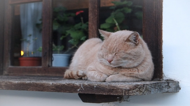 day, wood - material, sleeping, no people, lazy, feline, kitten, domestic animals, animals, whisker, pet, outdoors, mammal, plant, lounge, animal, sitting