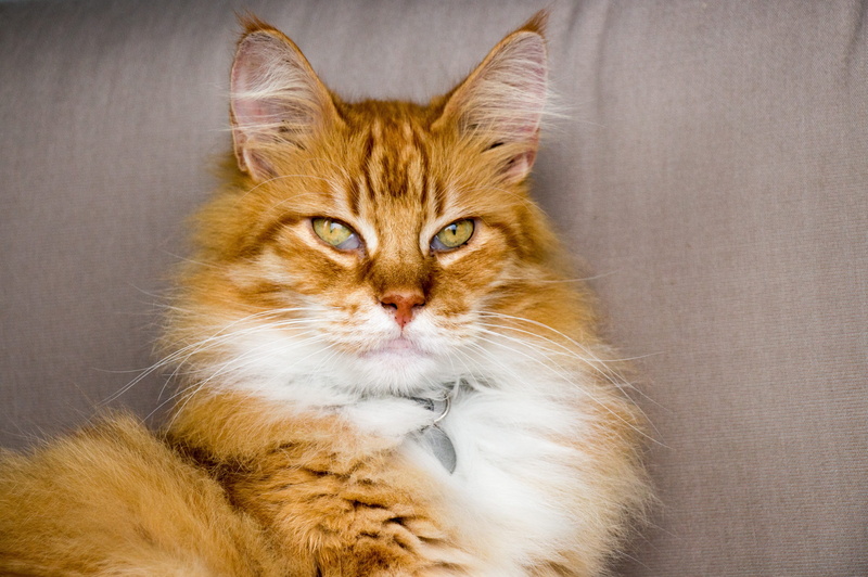 hair, people, domestic, one animal, cat, crazy, indoors, maine coon cat, orange, vertebrate, red, hangover, hairstyle, sweet, attention, feline, 2K, animal body part