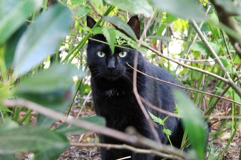 pet, tree, rainforest, focused, animal portrait, short hair, nature, animal wildlife, black, vertebrate, no people, hangover watched, mieze, tropical rainforest