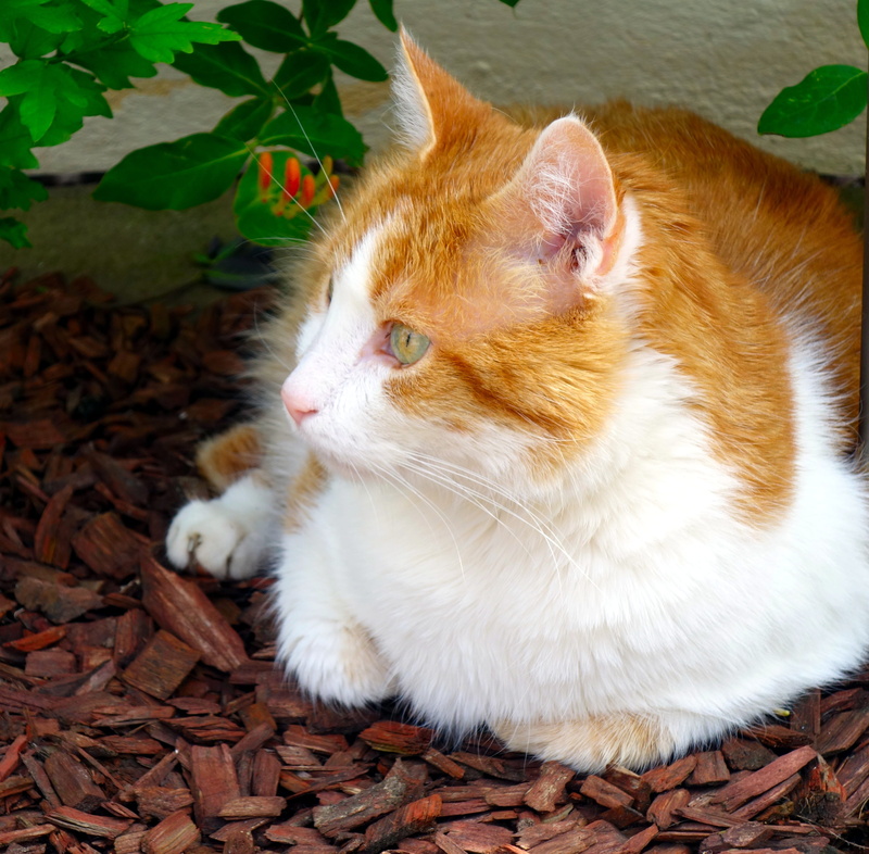 furry, lawn, red tomcat, domestic animals, vertebrate, 2K, animal, creature, hangover watched, plant part, mieze, lazy, domestic cat, white, close-up