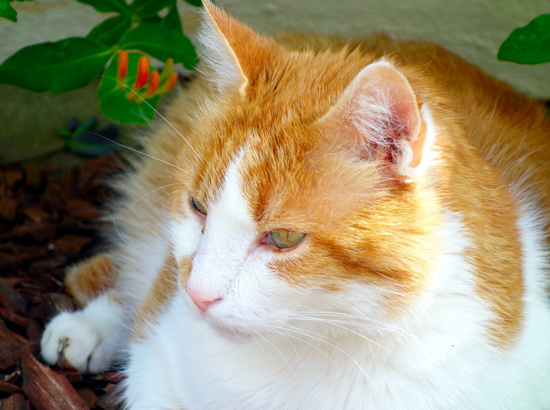 animal themes, mackerel, domestic animals, creature, animal, day, ginger cat, furry, mieze, relaxation, pets, animal head, vertebrate, tiger cat, close-up