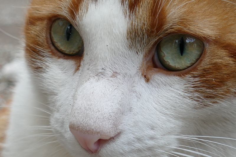 mammal, pets, one animal, pet, domestic cat, domestic, alert, portrait, animal themes, cat, 5K, animal head, animal nose, yellow eyes, domestic animals