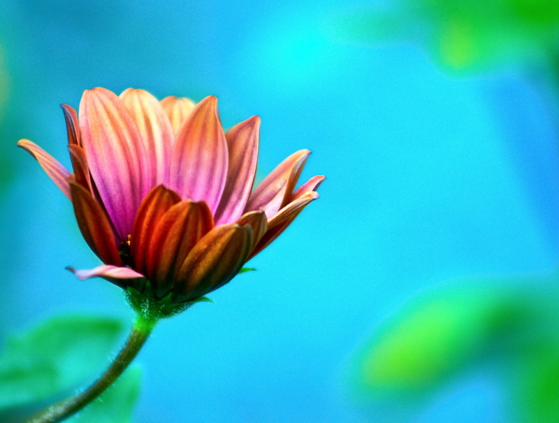 pink color, close-up, outdoors, no people, flowering plant, growth, plant part, nature, flower head, freshness, lotus water lily, 2K, sepal, flowers, leaf