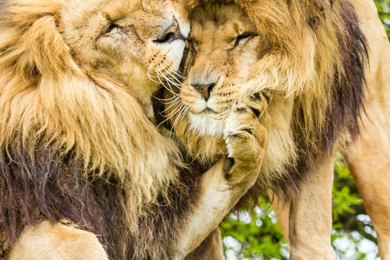 brothers, mane, cats, lion, 1080P, lions, lion brothers
