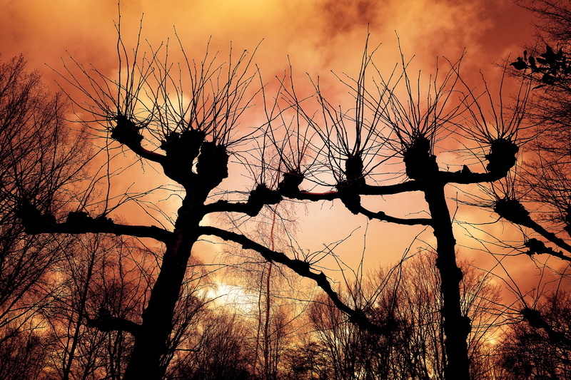 netherlands, growth, red skies, winter trees, tree trunk, silhouette, orange color, flaming, winter, sky, cloud - sky, nature, sunset, bare branch, pollard willow