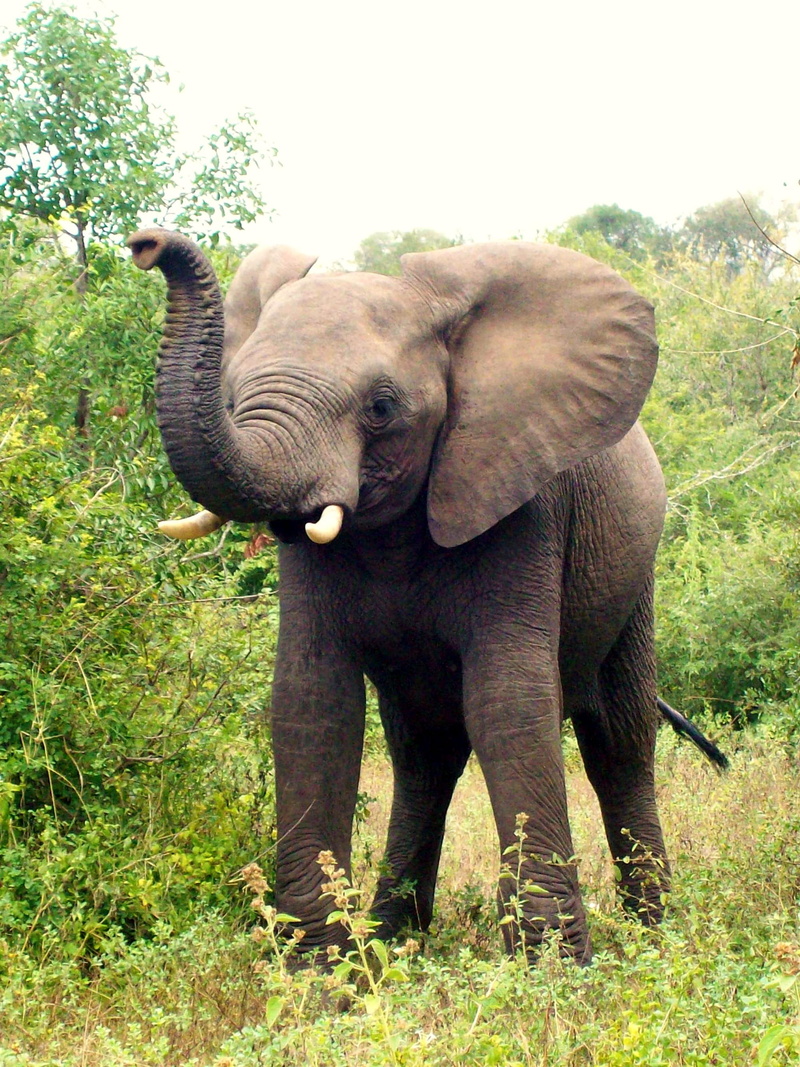 endangered Species, green leaf, wildlife, safari, no people, next, animal family, south africa, animal themes, animal Trunk, elephant, animal wildlife
