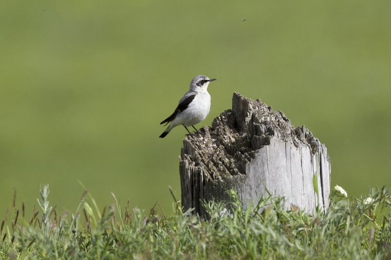 perching, surrounded, field, white, tree trunk, trunk, animal themes, meadow, day, animal wildlife, 朽木, mongolia, animal, green grass, black, animals In The Wild